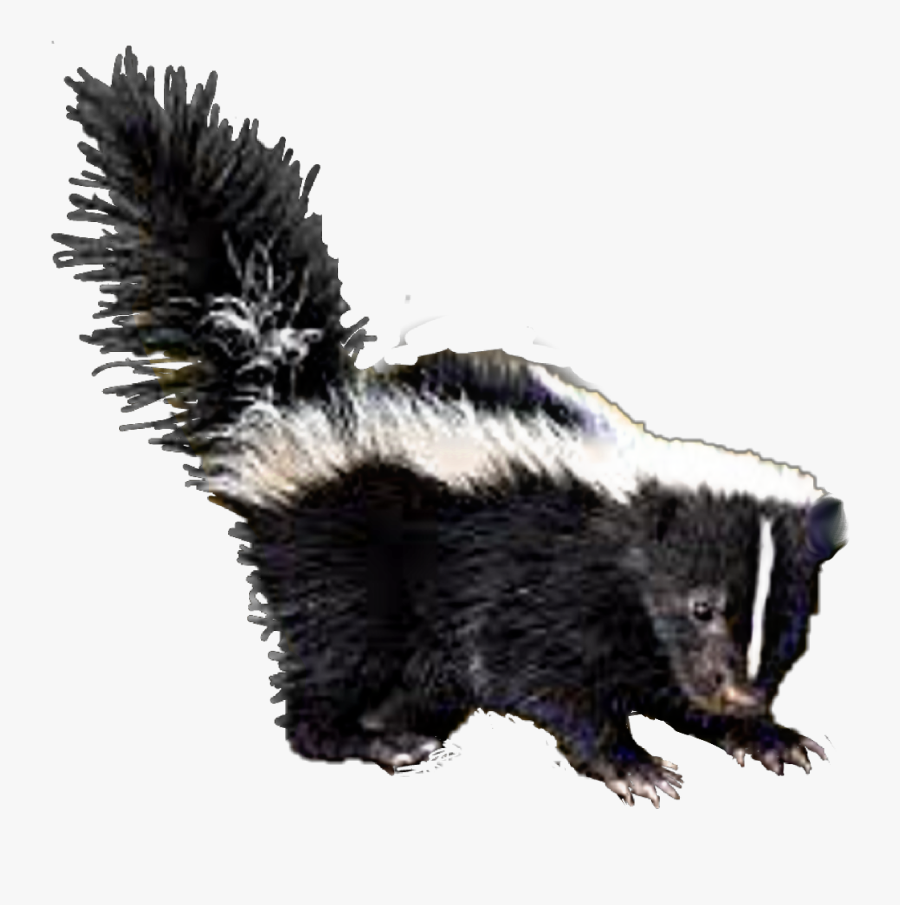 Transparent Skunk Png - Striped Skunk, Transparent Clipart