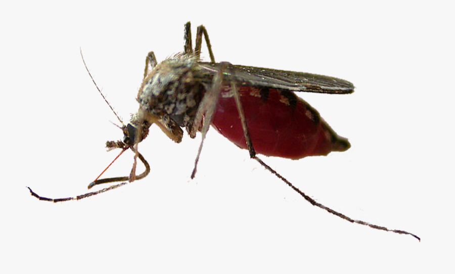 Clip Art Mosquito Insect Pollinator Fly - Mushkonja, Transparent Clipart