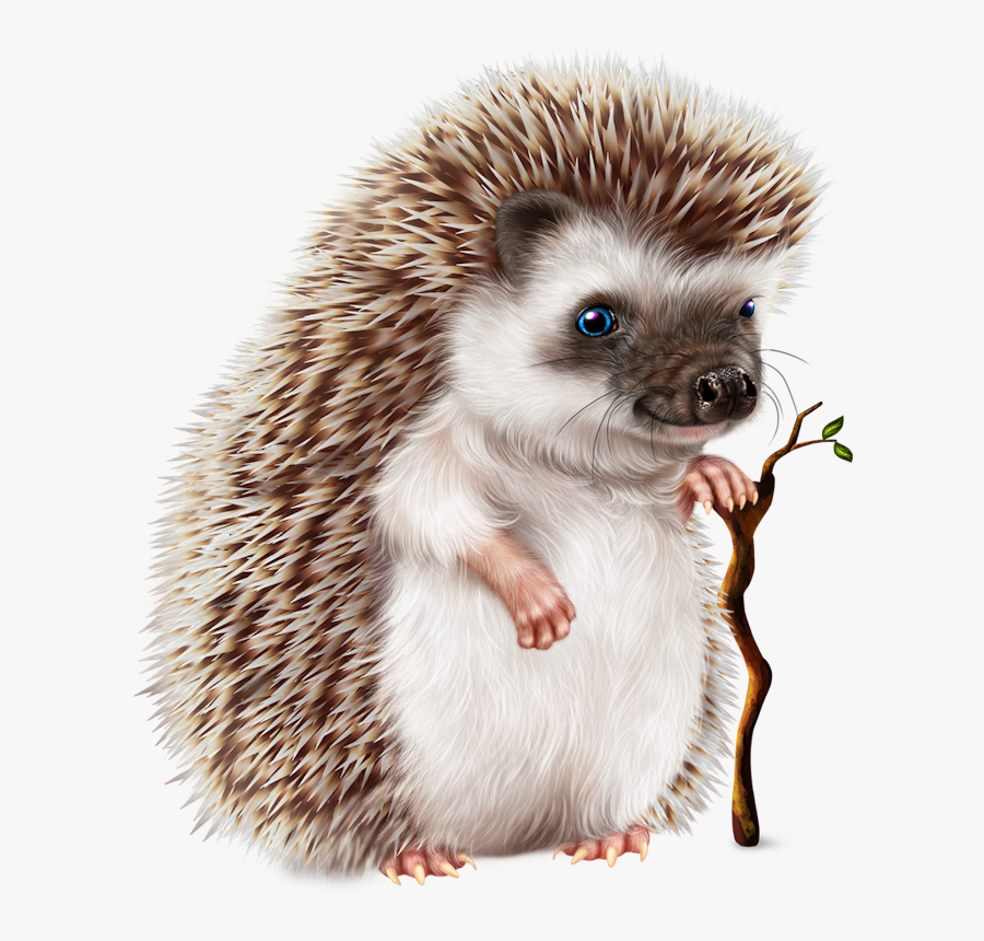 Cute Hedgehog, Transparent Clipart