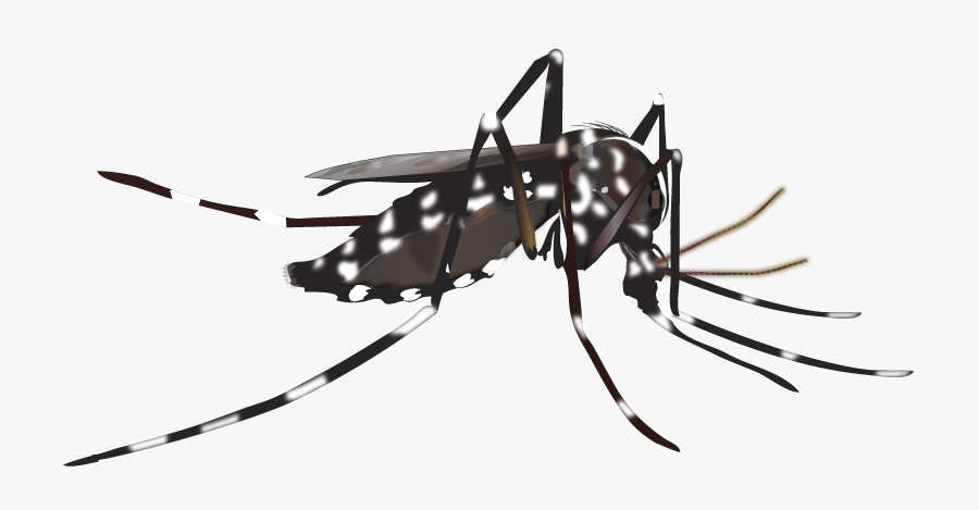 Clip Art Greater Los Angeles County - Mosquito Vector, Transparent Clipart