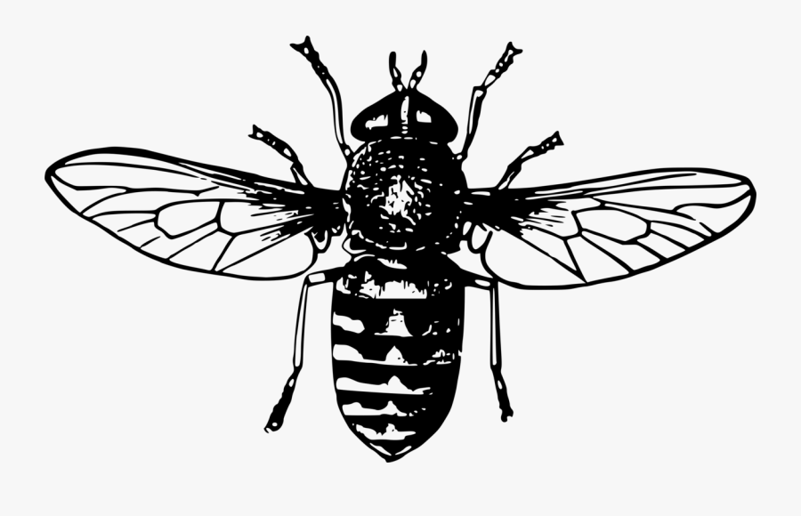Gadfly - Honey Bee Black And White, Transparent Clipart
