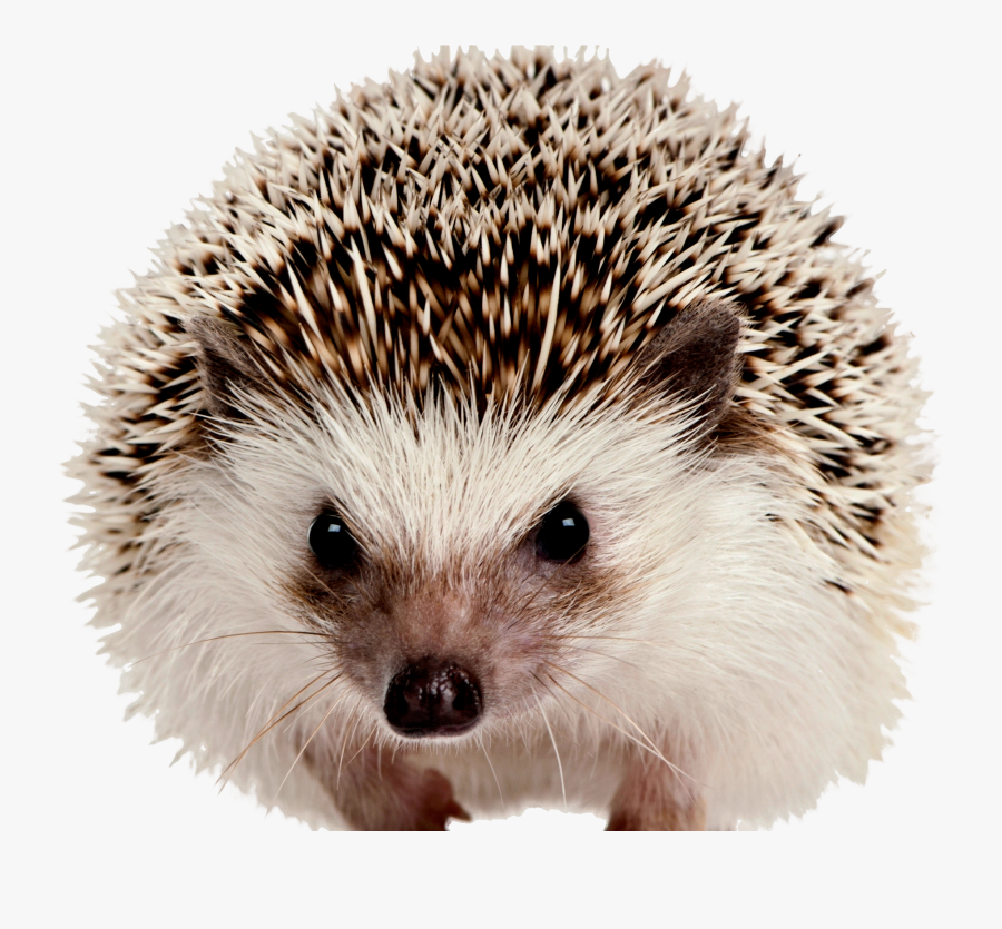 Clip Art European Thorns Spines And - Hedgehog With No Background, Transparent Clipart