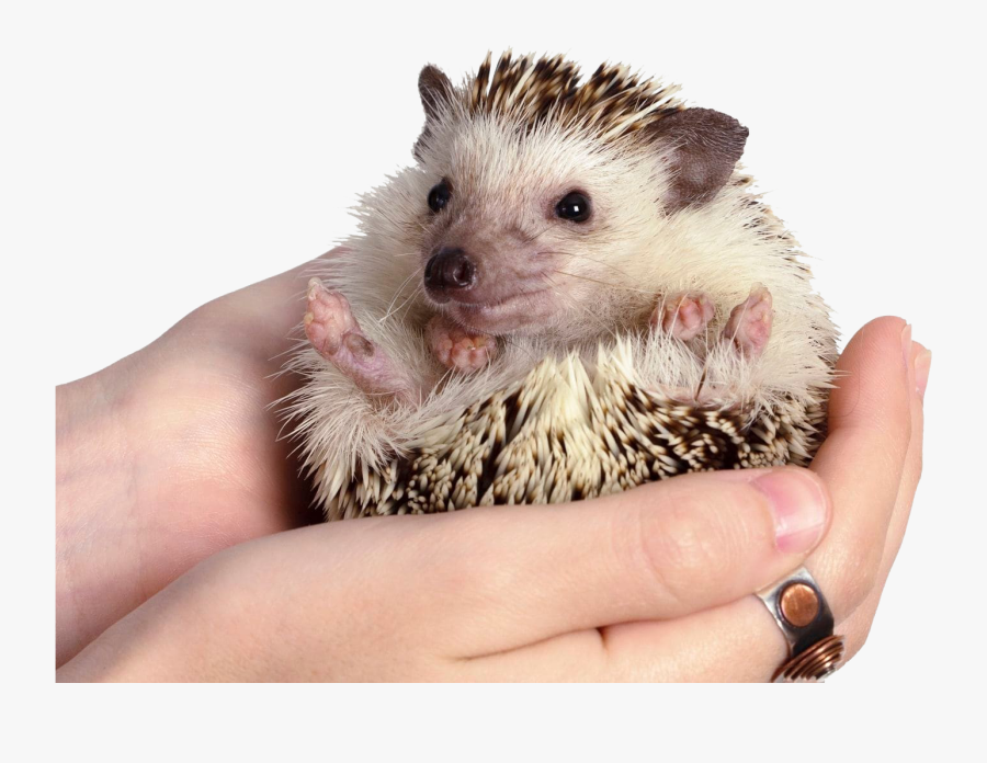 Hedgehog Png Clipart - Green Hill Zone Using Actual Hedgehogs, Transparent Clipart