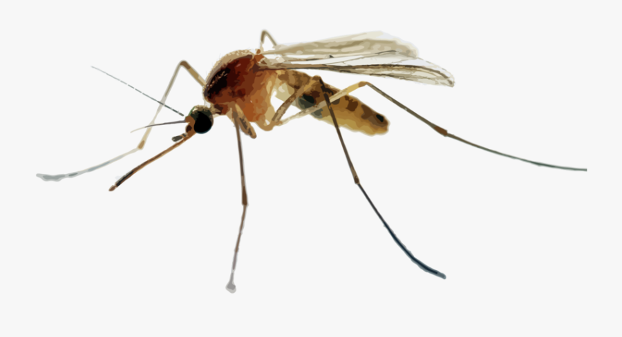 Mosquito Png - Powerpoint Mosquito, Transparent Clipart