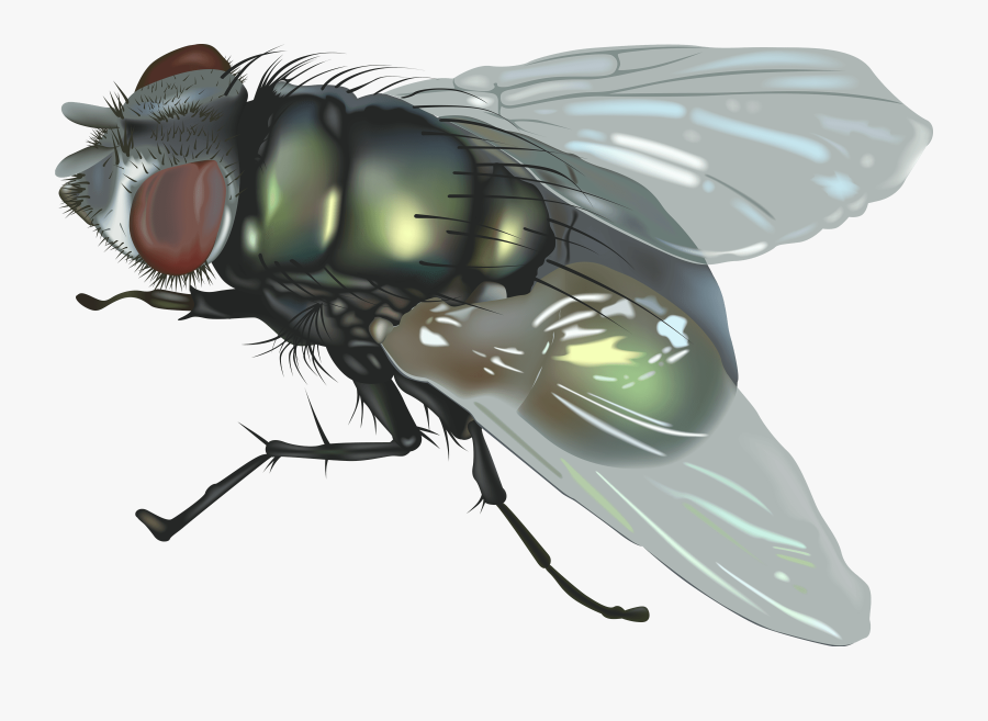 Download Fly Free Png Photo Images And Clipart - Fly Png, Transparent Clipart