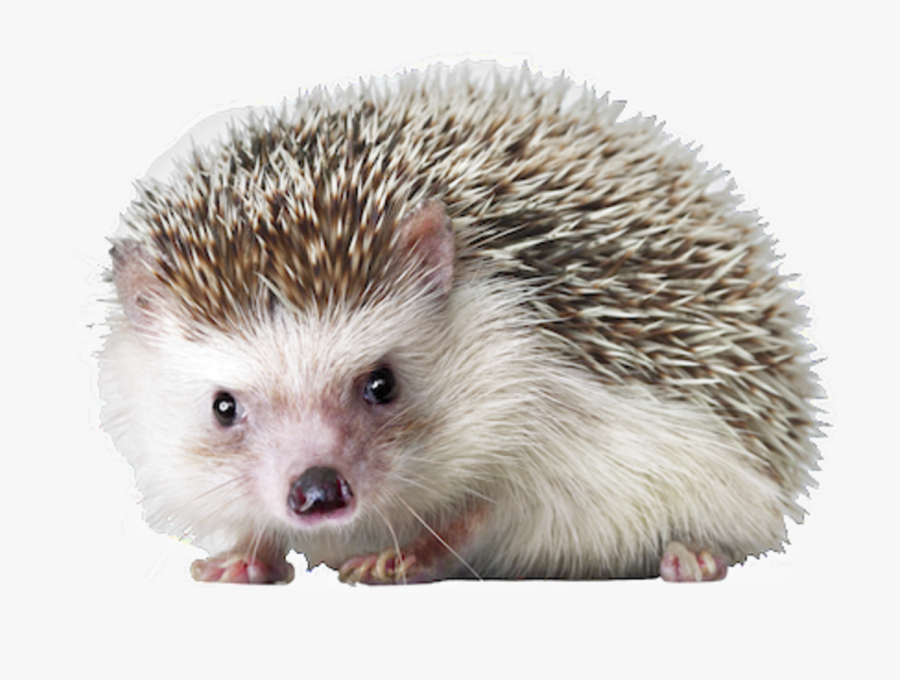 Download Free Png Hedgehog - Hedgehog Png, Transparent Clipart