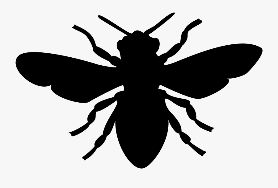 Free Insect Photos - Black And White Bee Clipart Transparent, Transparent Clipart
