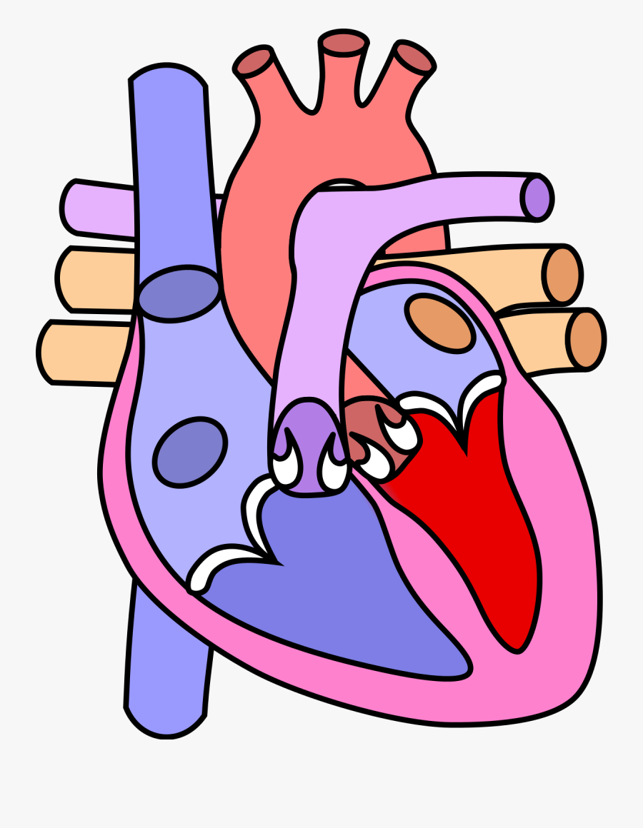 Diagram Of The Heart Without Labels - Parts Of The Heart Without Label, Transparent Clipart