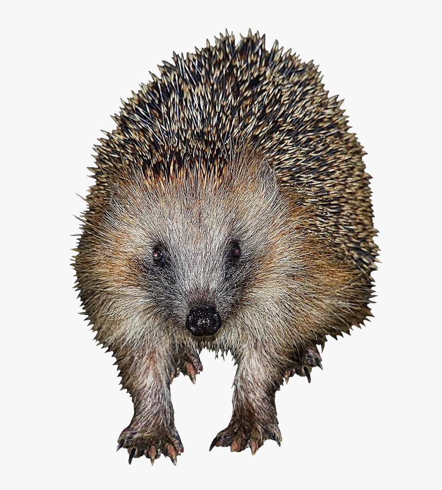 Frontal Clip Art Of Hedgehog - Domesticated Hedgehog, Transparent Clipart