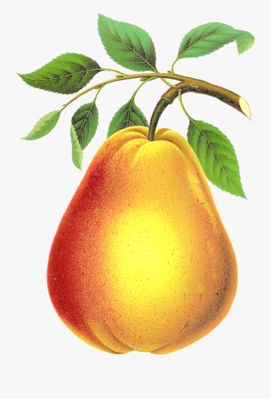 Pear Fruit Artwork Vintage Botanical Art Digital Clipart, Transparent Clipart