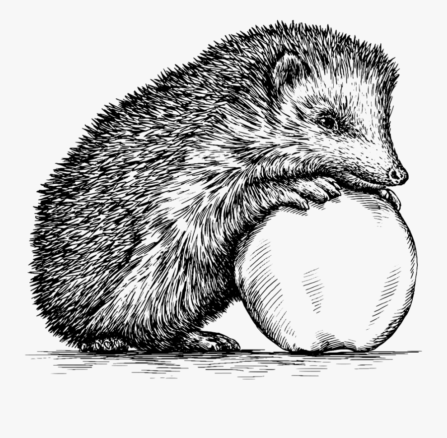 Clip Art Royalty Free Illustration Hand - Real Hedgehog Drawing Black And White, Transparent Clipart