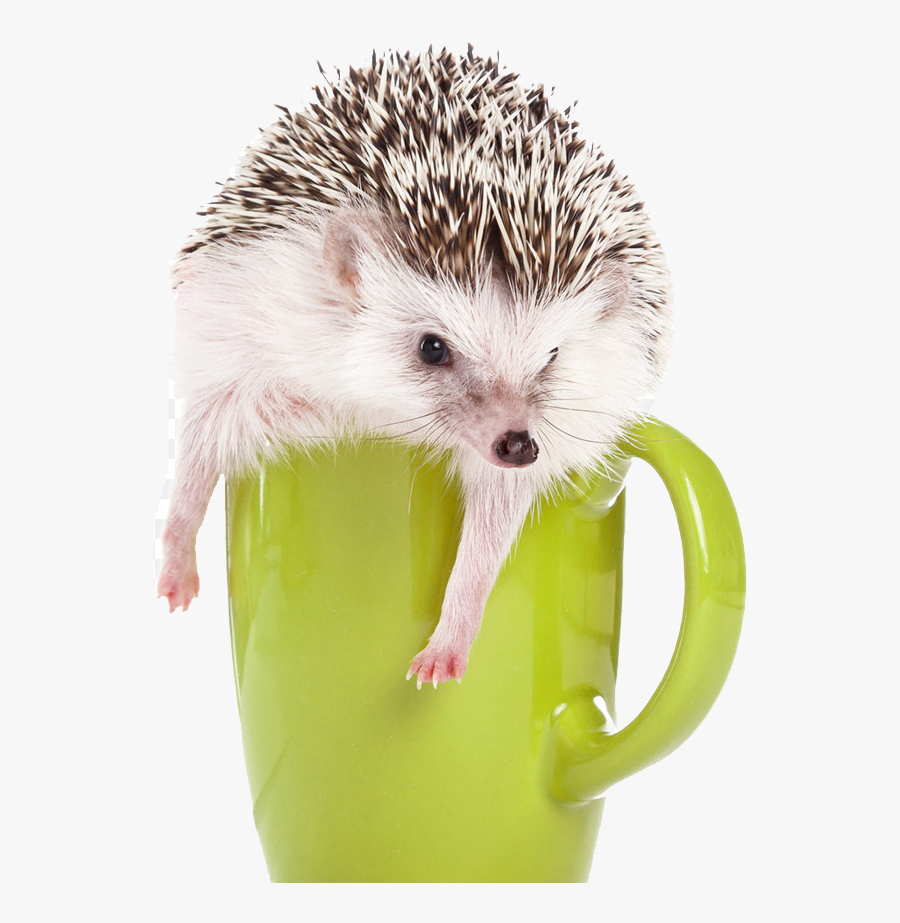 Hedgehog Png Clipart - Erizos Africano Png, Transparent Clipart