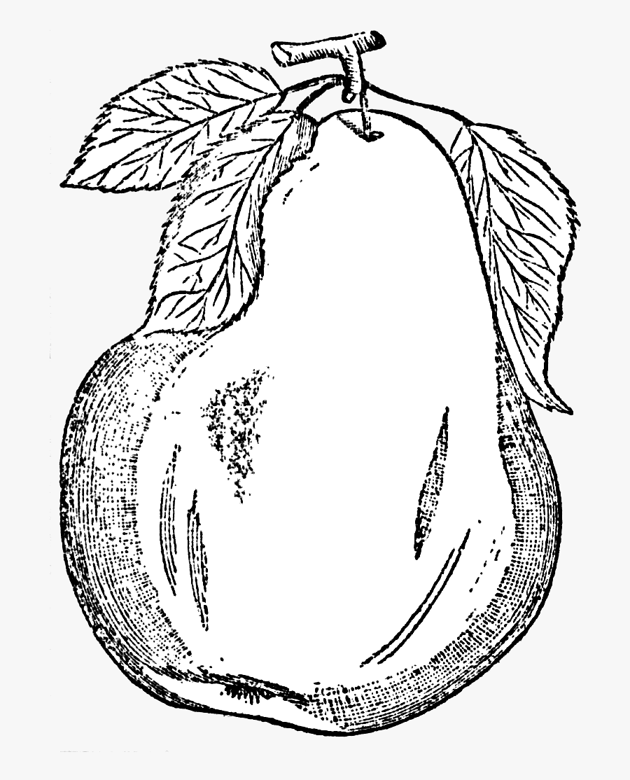 Black And White - Illustration, Transparent Clipart