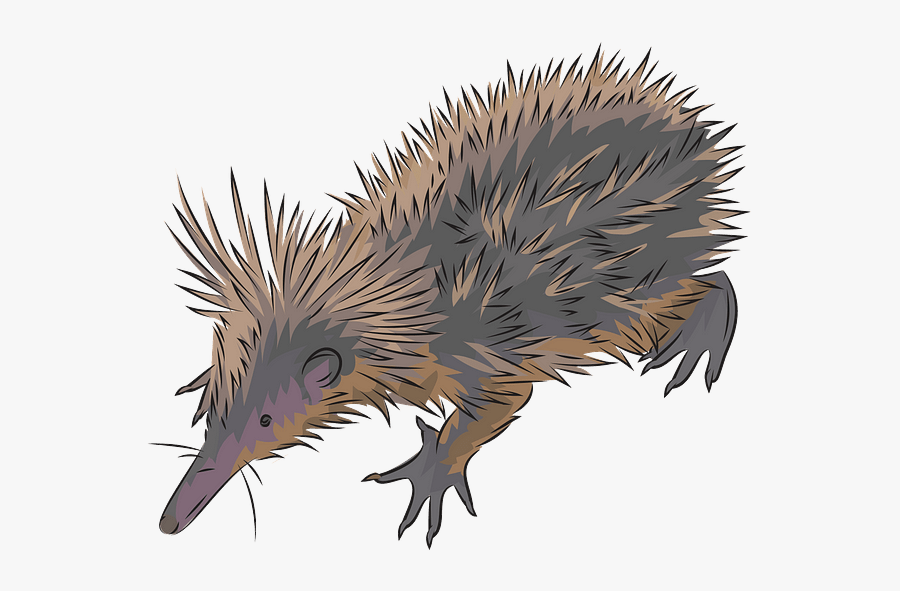 Hog Nosed Skunk, Transparent Clipart