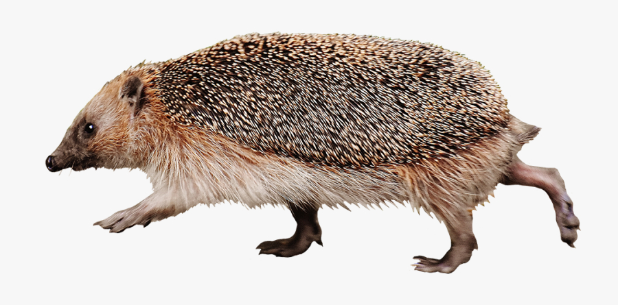 Running Hedgehog High Speed - Domesticated Hedgehog, Transparent Clipart