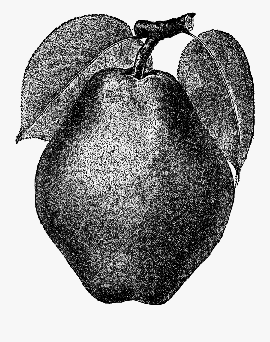 Free Vintage Fruit Art, Transparent Clipart