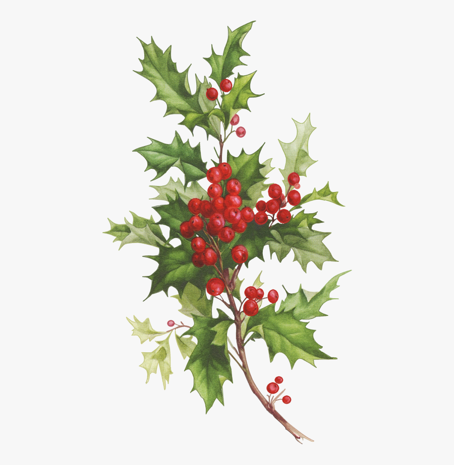 Christmas Holly Watercolor Png, Transparent Clipart