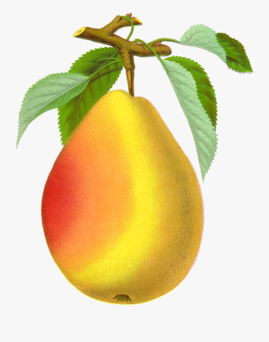 Vintage Pear Png, Transparent Clipart