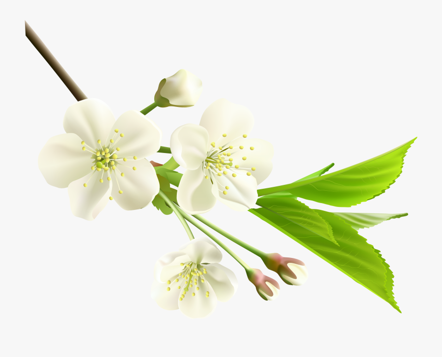 Pear Blossom Flower Clipart - Deepest Condolences To The Family, Transparent Clipart