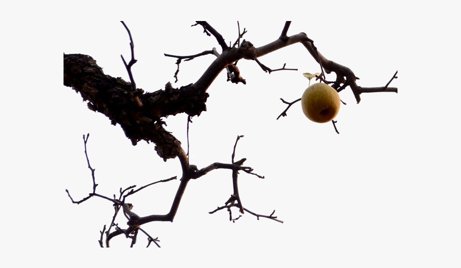 Branches Pear Tree Asian Twilight Auglis Clipart - Branch, Transparent Clipart