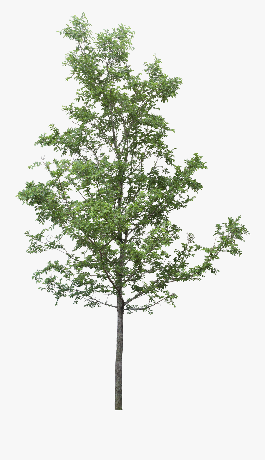 Free Tree Png Transparent Images, Download Free Clip, Transparent Clipart