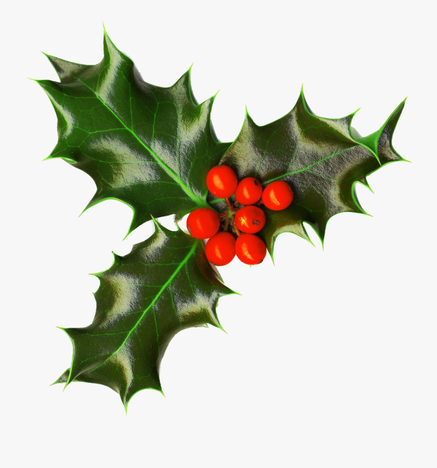 Christmas Holly Transparent, Transparent Clipart