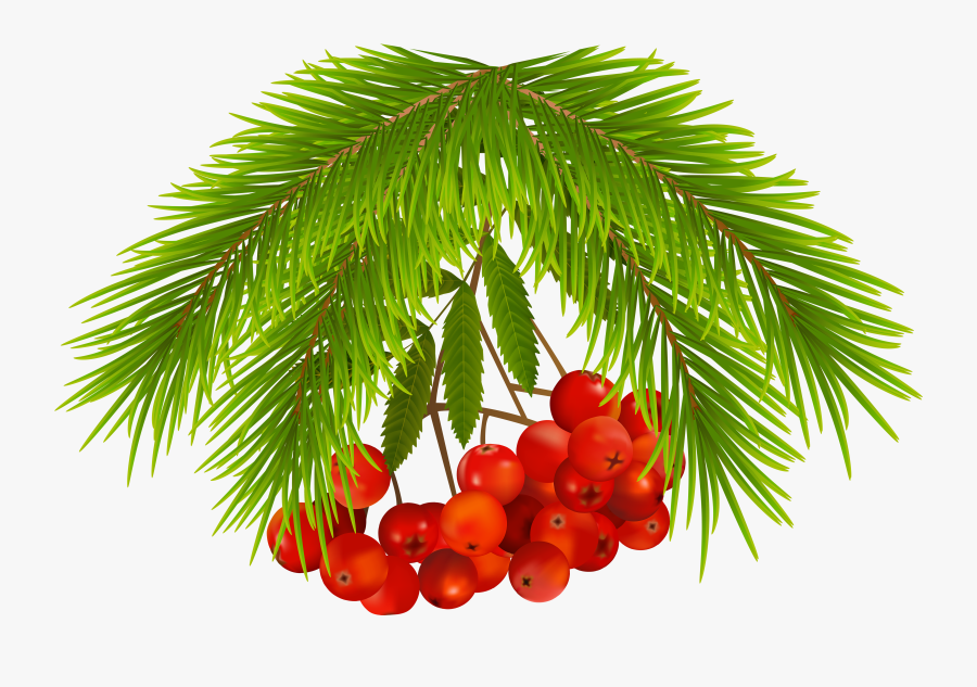 Christmas Tree Clipart Holly - Christmas Tree, Transparent Clipart