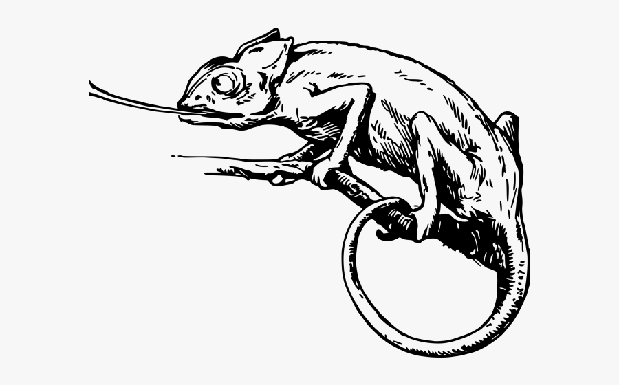 Transparent Groundhog Clipart Black And White - Chameleon Clipart, Transparent Clipart
