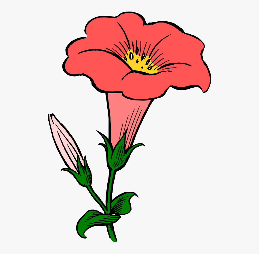 Plant,flora,art - Morning Glory Flower Clipart, Transparent Clipart