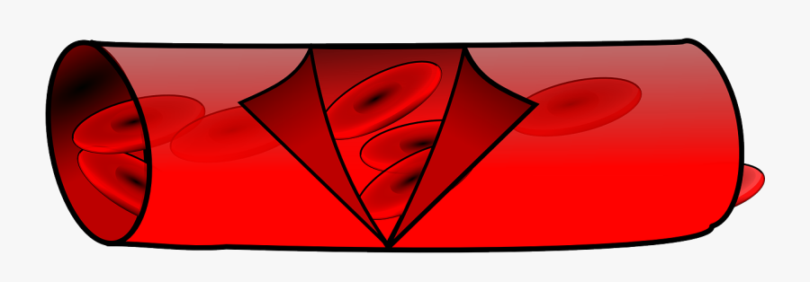 Anatomy, Blood, Vessel, Red, Blood Vessel, Biology - Blood Vessel Transparent Png, Transparent Clipart