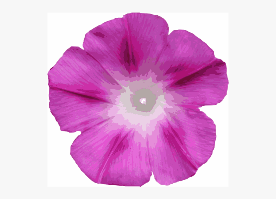 Morning Glory - Morning Glory Flower Icon, Transparent Clipart