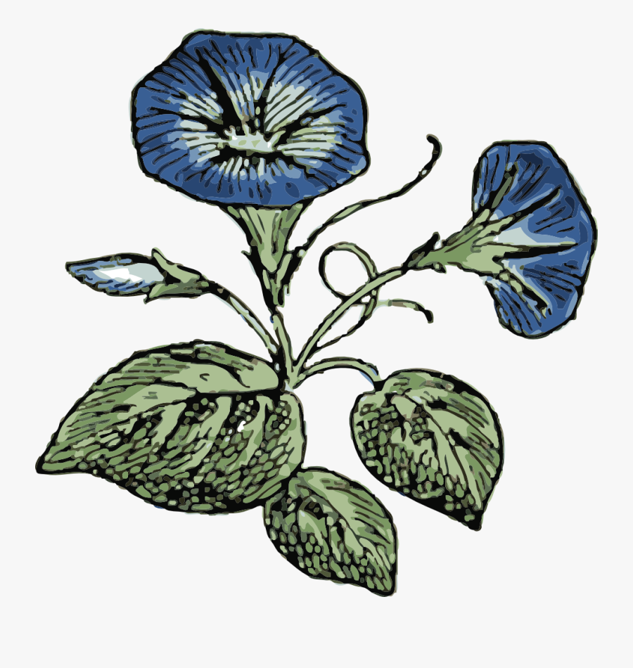 Free Morning Glory Art, Transparent Clipart