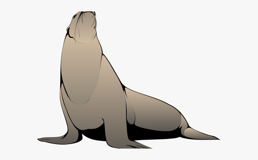 Seal Clipart Realistic - Harp Seal Clipart Png, Transparent Clipart