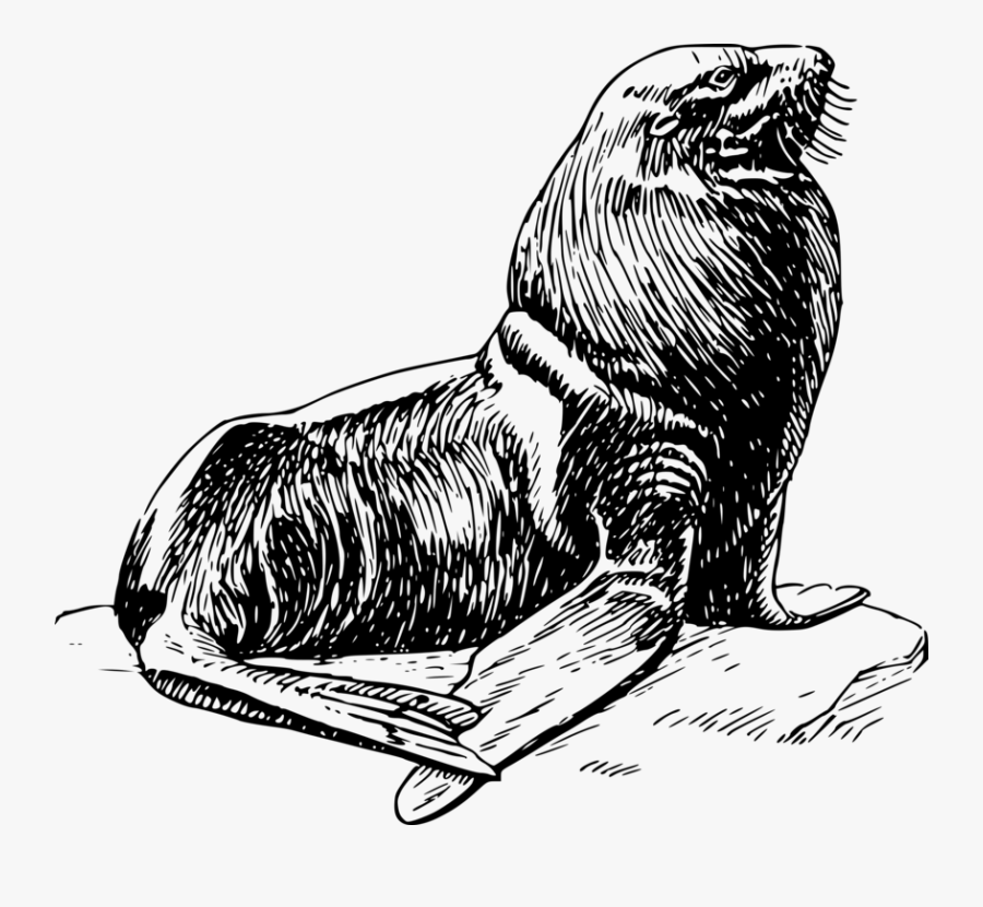 Clip Art Harp Vertebrate Walrus Elephant - Harp Seal Black And White, Transparent Clipart