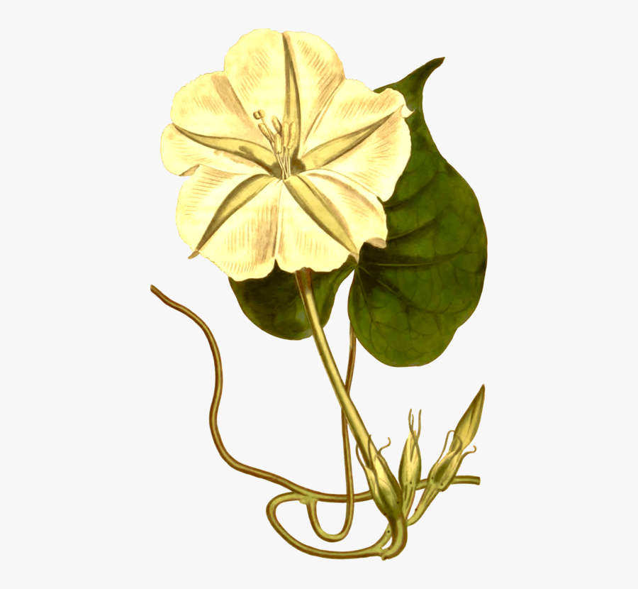 Plant,flora,petal - Clip Art, Transparent Clipart