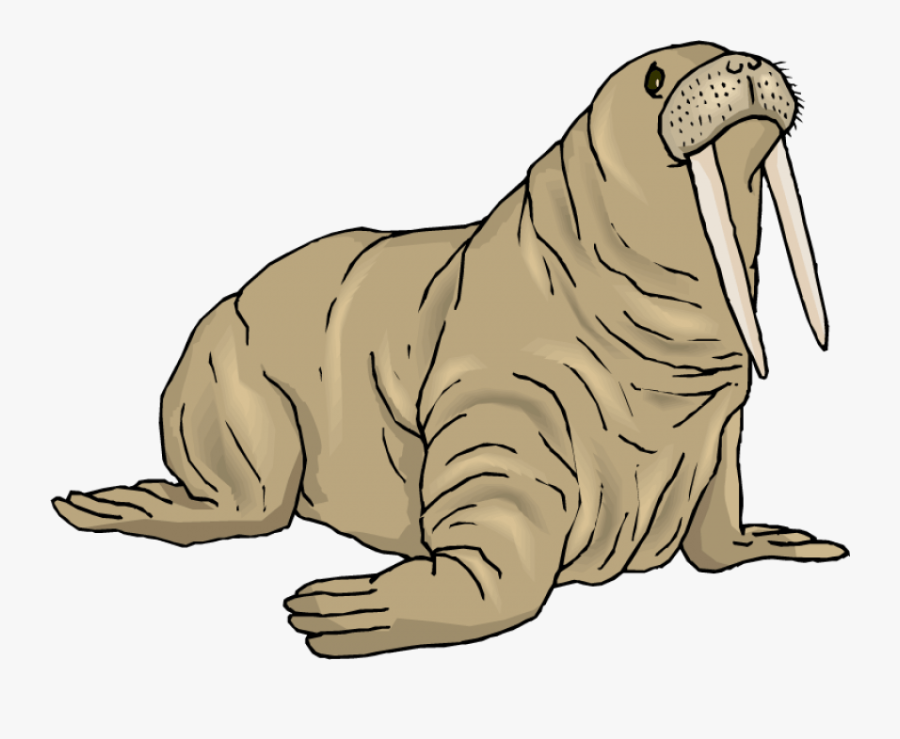 Walrus Clip Art Free Clipart Images - Clip Art Walrus, Transparent Clipart