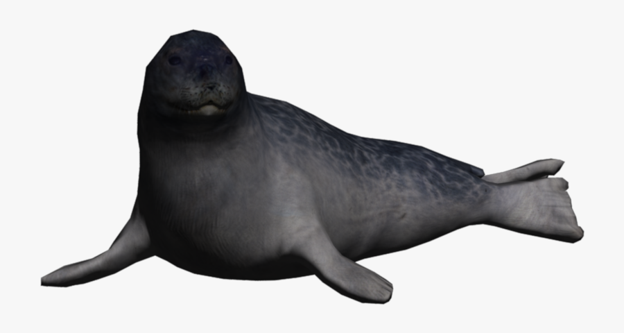 Sea Lion Clipart Ringed Seal - Ringed Seal Png, Transparent Clipart