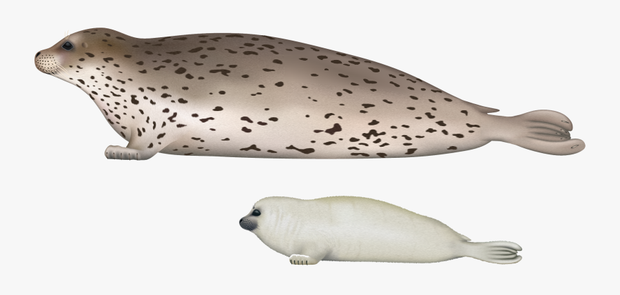 Harbor Seal Illustration, Transparent Clipart