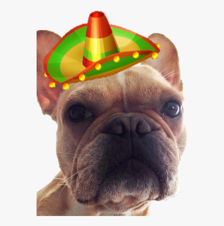 Pug, Transparent Clipart