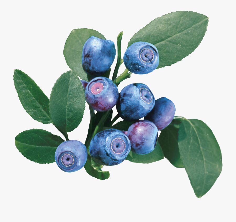 Blueberry Clipart, Transparent Clipart