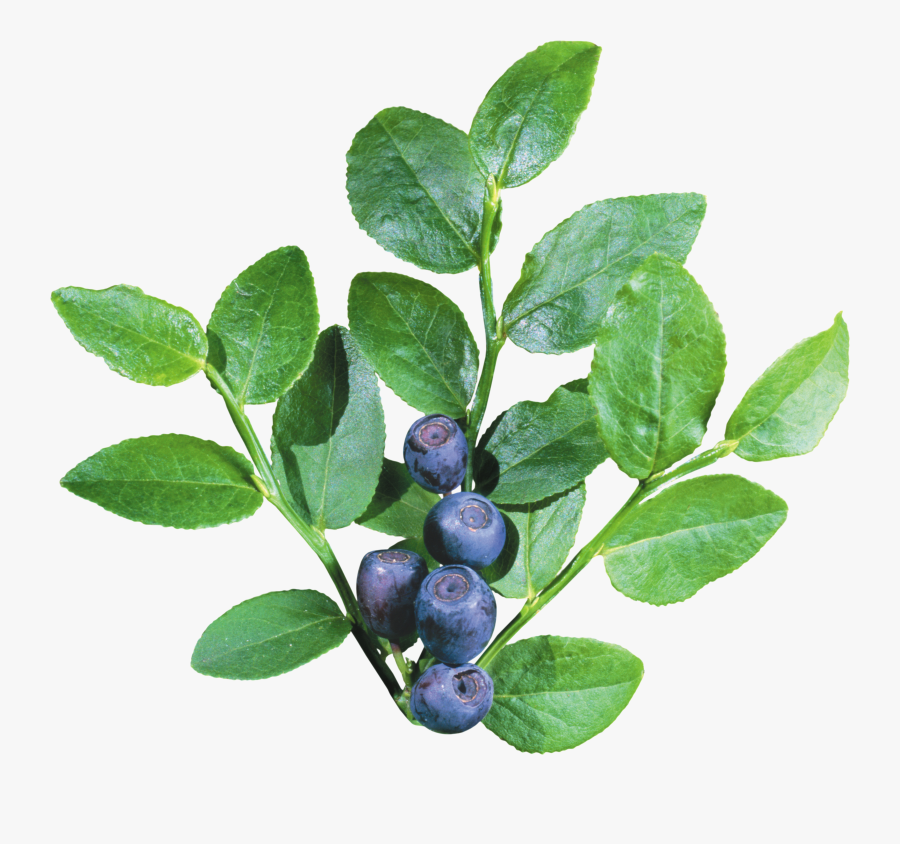Transparent Shrub Clipart - Blueberry Bush Transparent Background, Transparent Clipart