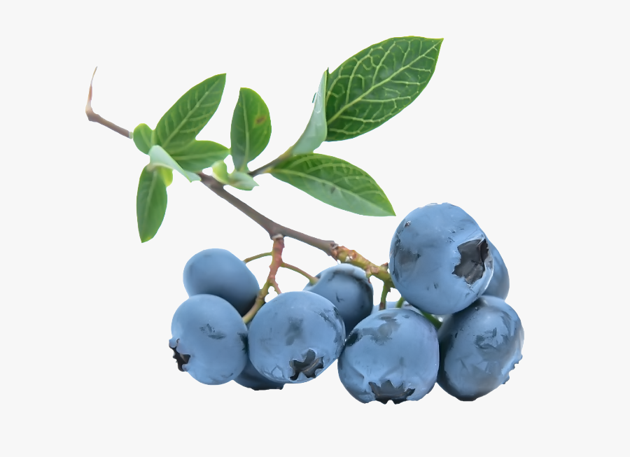 Blueberries Png - ผล ไม้ สี ฟ้า, Transparent Clipart
