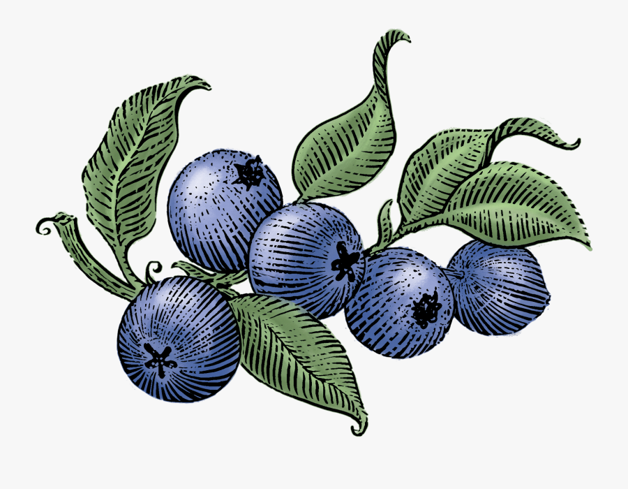 Clip Art Blueberry Photos - Siggi's Blueberry Drinkable Yogurt, Transparent Clipart