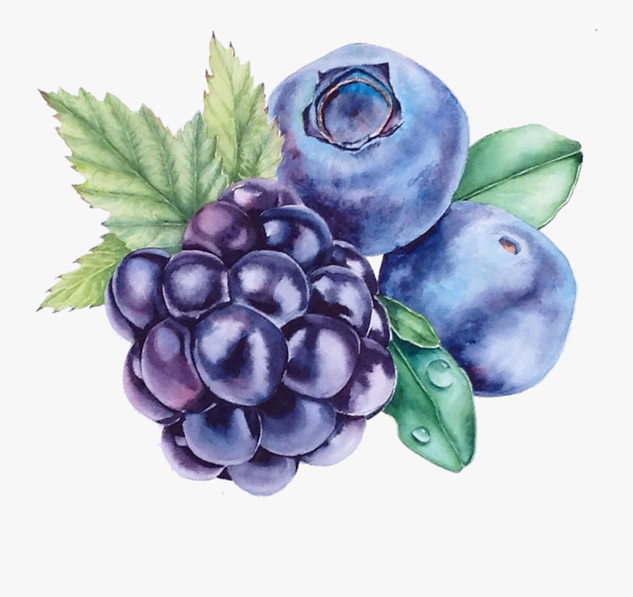 Transparent Blueberry Clipart - Watercolor Still Life Blueberry, Transparent Clipart