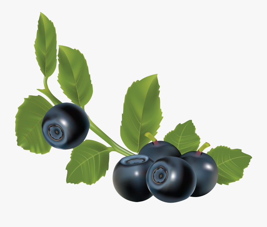 Blueberries Png - Herbs For Urinary Stones, Transparent Clipart