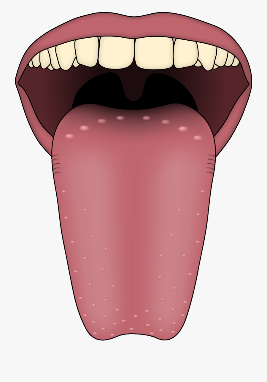 File Human Taste Papillae - Does It Mean If You Have Spots On Your T, Transparent Clipart