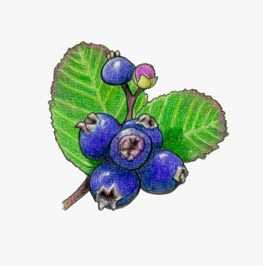 Fruit Types Hilltop Community Farm Vector Black And - Saskatoon Berry Clip Art, Transparent Clipart