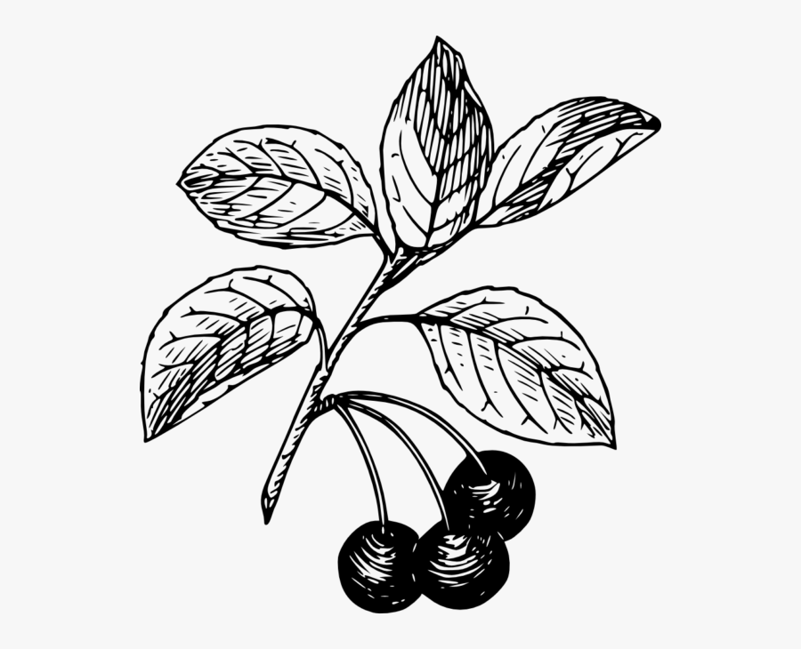 Clip Art Blueberry Clipart Black And White - Cherry Clip Art, Transparent Clipart