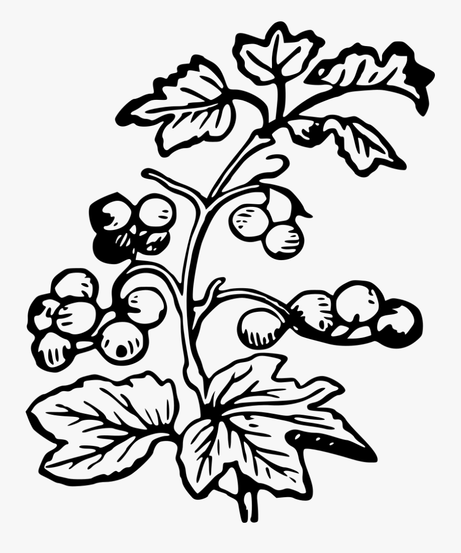 Art,monochrome Photography,artwork - Black And White Berry Bush, Transparent Clipart