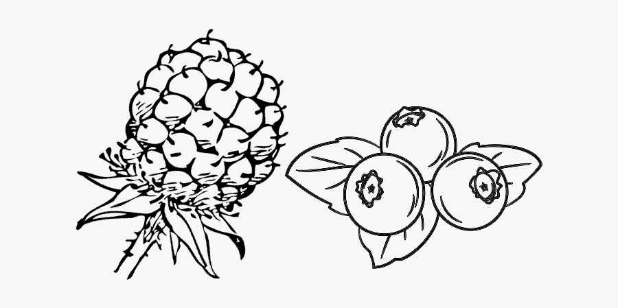 Vector Black And White Library Blueberry Clipart Black - Blueberry Line Drawing Png, Transparent Clipart
